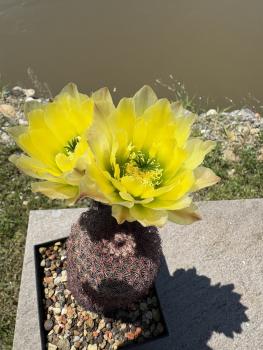 Preview: Echinocereus pectinatus gelb/grün